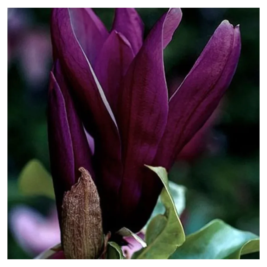 Magnolia Black Beauty Magnolia-Rośliny od Ogrodnika Szkółka Barcikowscy