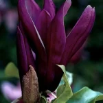 Magnolia Black Beauty Magnolia-Rośliny od Ogrodnika Szkółka Barcikowscy
