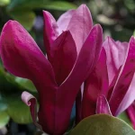 Magnolia Black Beauty Magnolia-Rośliny od Ogrodnika Szkółka Barcikowscy