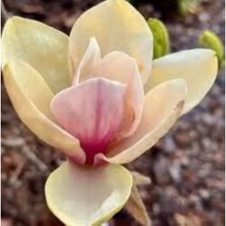 Magnolia Sunsation Magnolia- Rośliny od Ogrodnika Szkółka Barcikowscy