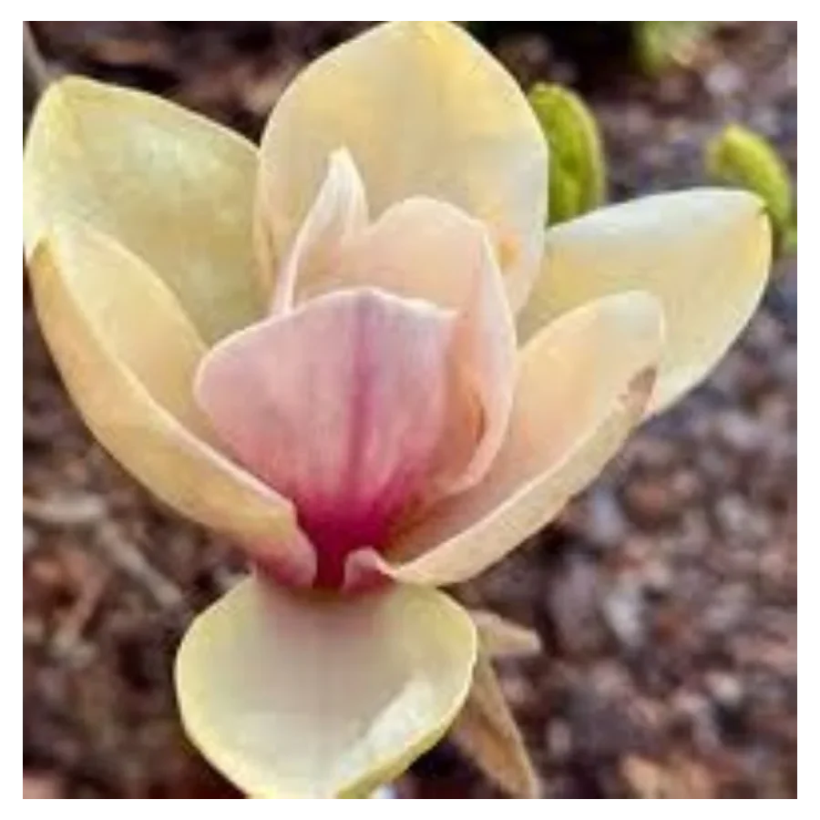 Magnolia Sunsation Magnolia- Rośliny od Ogrodnika Szkółka Barcikowscy