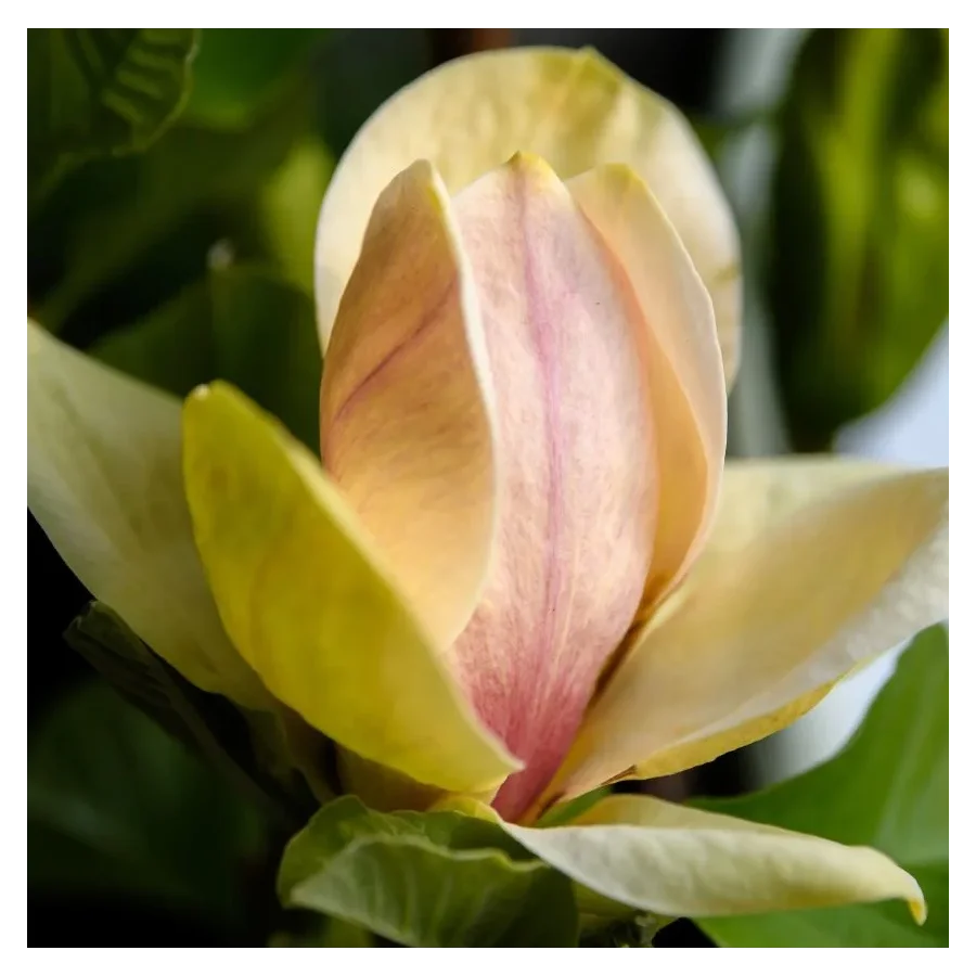 Magnolia Sunsation Magnolia- Rośliny od Ogrodnika Szkółka Barcikowscy