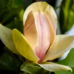 Magnolia Sunsation Magnolia- Rośliny od Ogrodnika Szkółka Barcikowscy