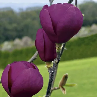 Magnolia Black Tulip Magnolia- Rośliny od Ogrodnika Szkółka Barcikowscy