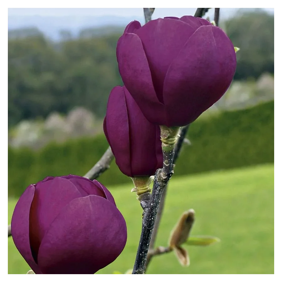 Magnolia Black Tulip Magnolia- Rośliny od Ogrodnika Szkółka Barcikowscy