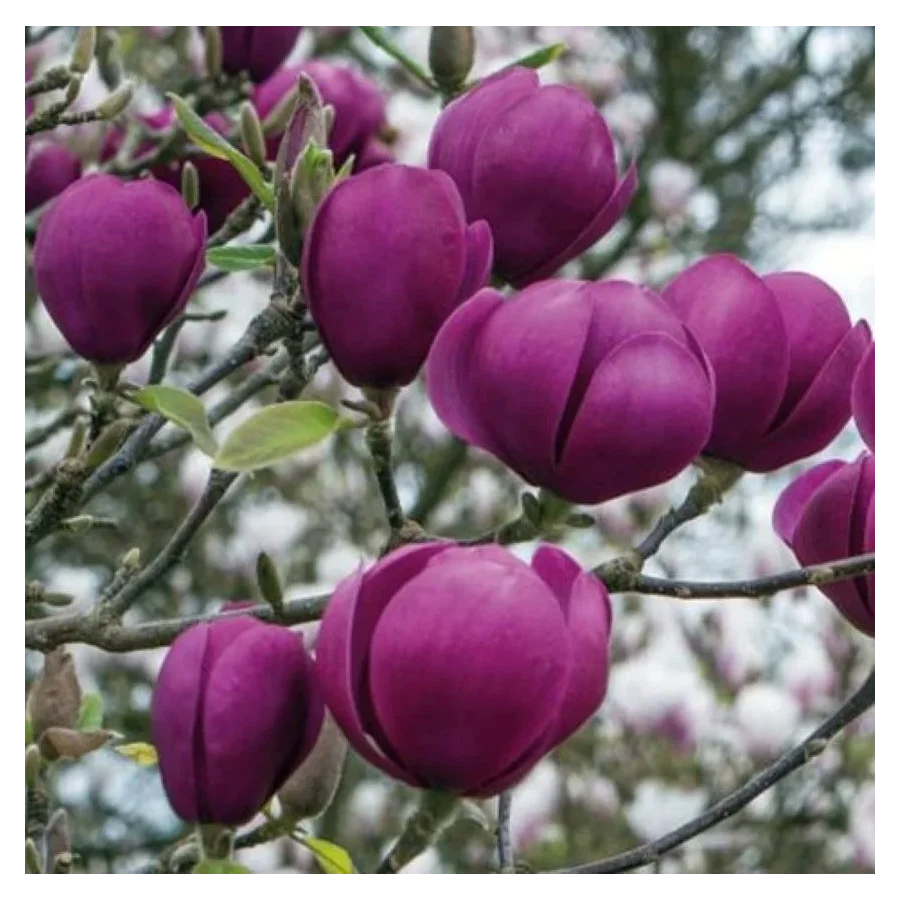 Magnolia Black Tulip Magnolia- Rośliny od Ogrodnika Szkółka Barcikowscy