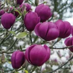 Magnolia Black Tulip Magnolia- Rośliny od Ogrodnika Szkółka Barcikowscy