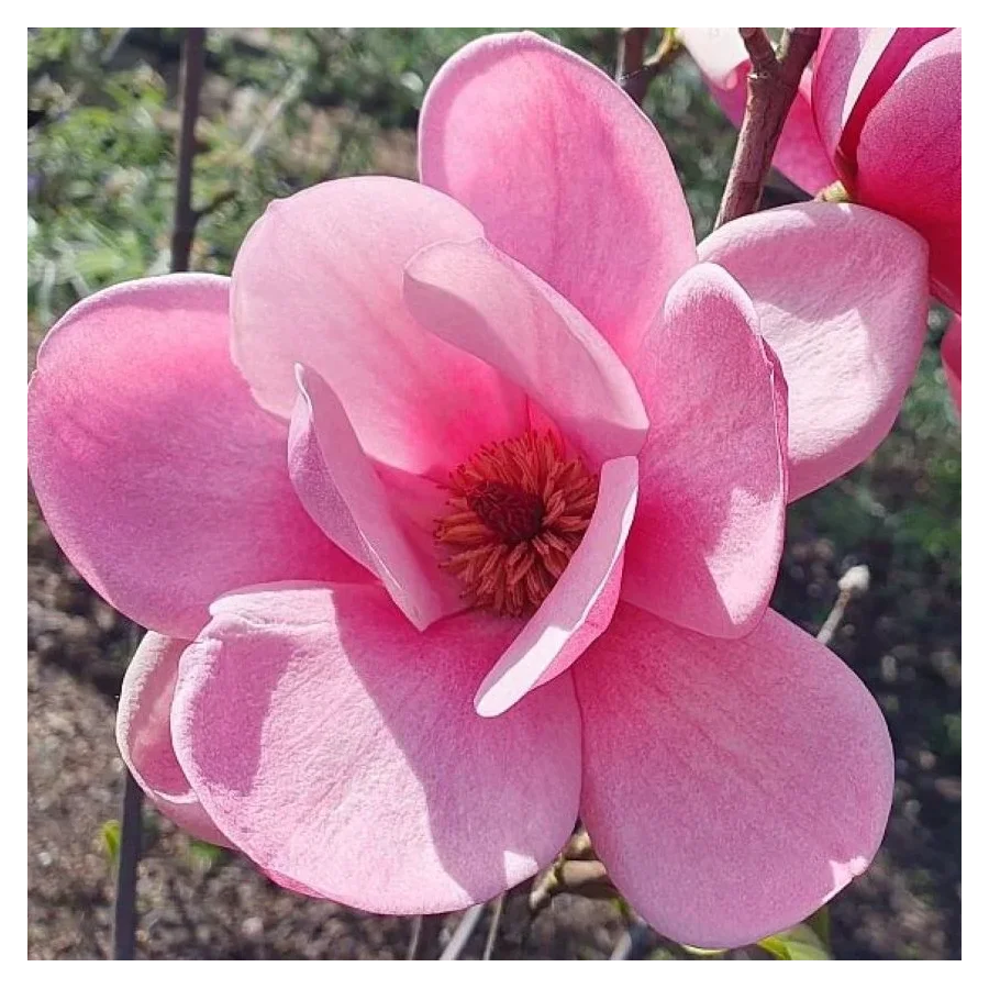 Magnolia Watermelon Magnolia- Rośliny od Ogrodnika Szkółka Barcikowscy