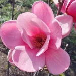 Magnolia Watermelon Magnolia- Rośliny od Ogrodnika Szkółka Barcikowscy