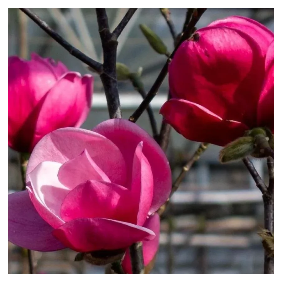 Magnolia Watermelon Magnolia- Rośliny od Ogrodnika Szkółka Barcikowscy