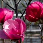 Magnolia Watermelon Magnolia- Rośliny od Ogrodnika Szkółka Barcikowscy