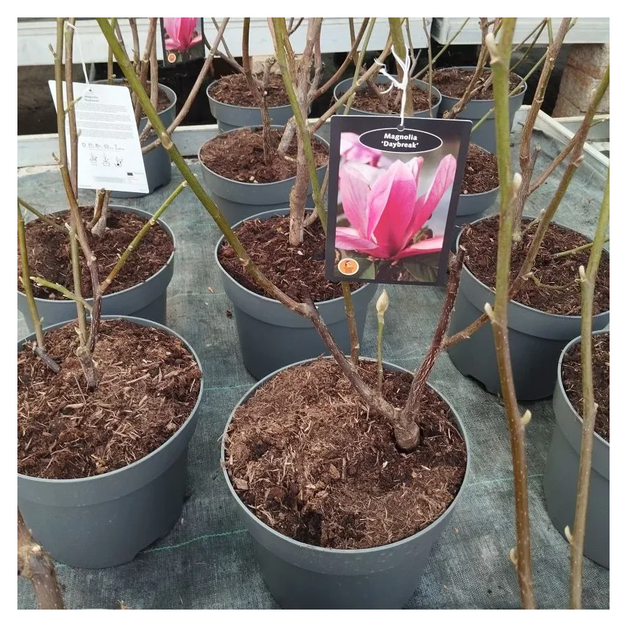 Magnolia Daybreak Magnolia- Rośliny od Ogrodnika Szkółka Barcikowscy