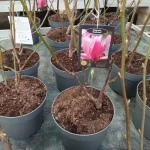 Magnolia Daybreak Magnolia- Rośliny od Ogrodnika Szkółka Barcikowscy