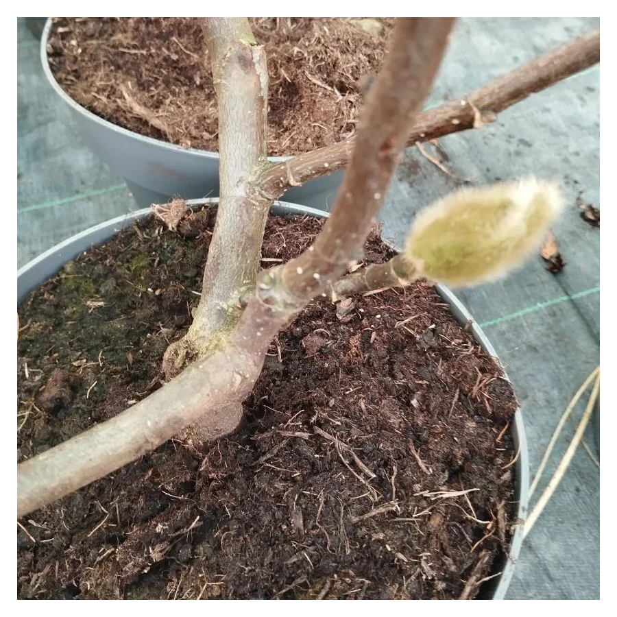 Magnolia Emperor Magnolia- Rośliny od Ogrodnika Szkółka Barcikowscy