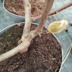 Magnolia Emperor Magnolia- Rośliny od Ogrodnika Szkółka Barcikowscy