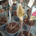 Magnolia Emperor Magnolia- Rośliny od Ogrodnika Szkółka Barcikowscy