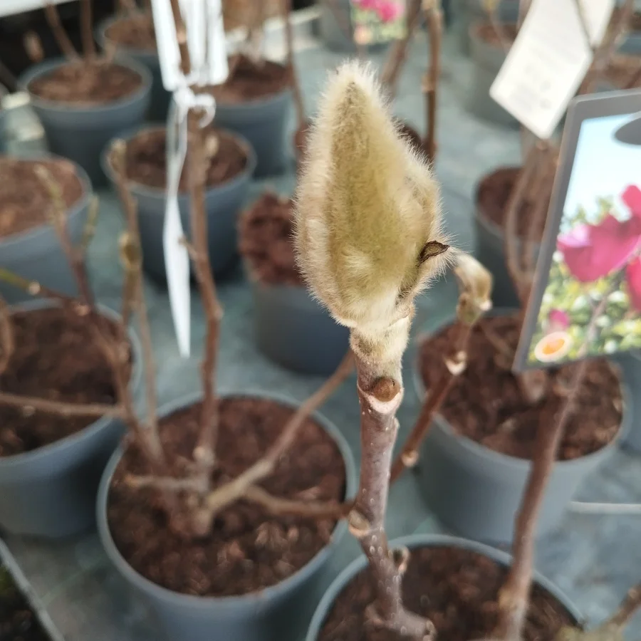 Magnolia Black Tulip Magnolia- Rośliny od Ogrodnika Szkółka Barcikowscy