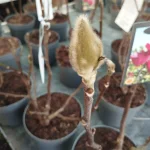 Magnolia Black Tulip Magnolia- Rośliny od Ogrodnika Szkółka Barcikowscy