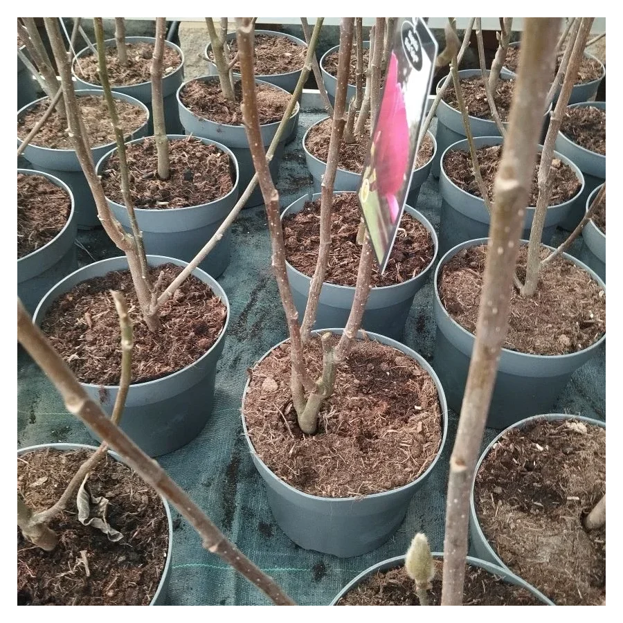 Magnolia Black Tulip Magnolia- Rośliny od Ogrodnika Szkółka Barcikowscy