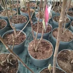 Magnolia Black Tulip Magnolia- Rośliny od Ogrodnika Szkółka Barcikowscy