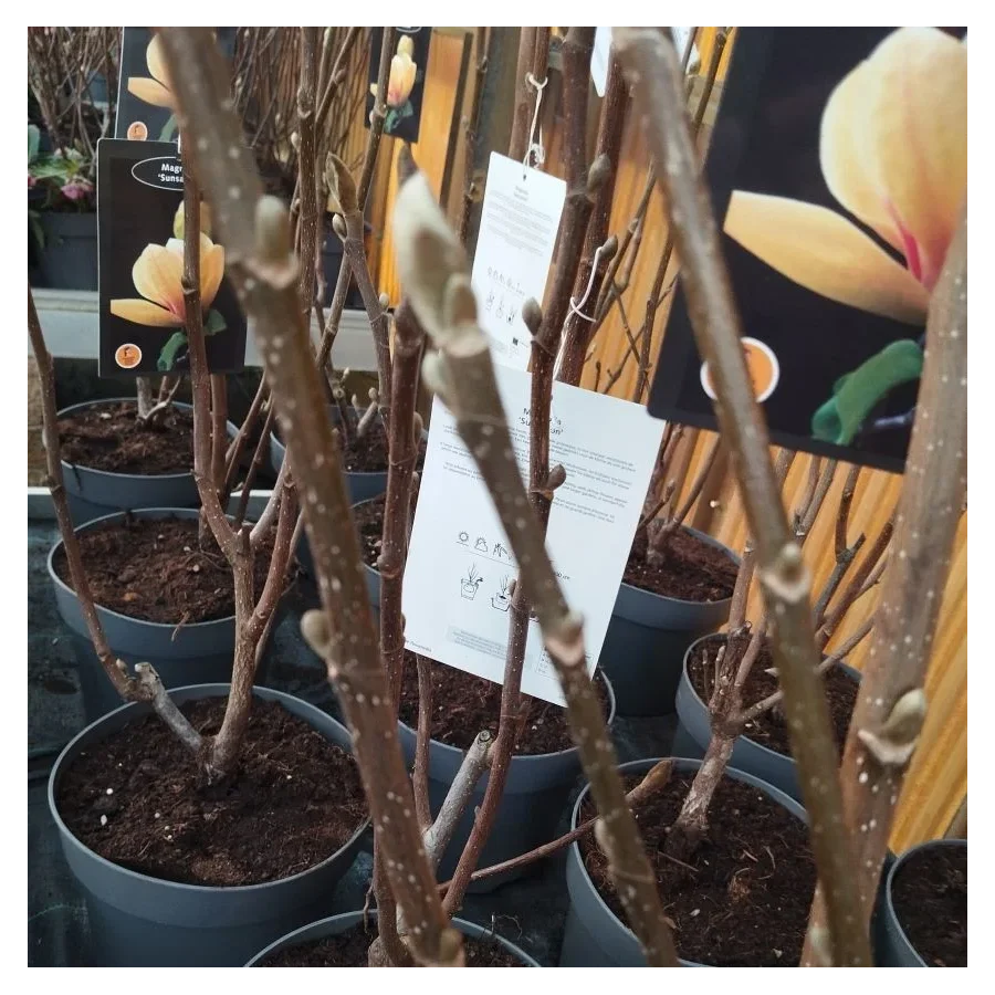 Magnolia Sunsation Magnolia- Rośliny od Ogrodnika Szkółka Barcikowscy