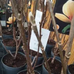 Magnolia Sunsation Magnolia- Rośliny od Ogrodnika Szkółka Barcikowscy