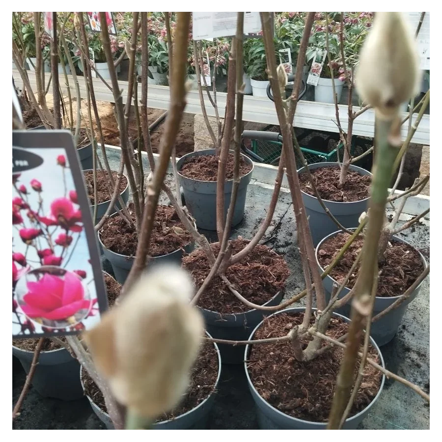 Magnolia Watermelon Magnolia- Rośliny od Ogrodnika Szkółka Barcikowscy