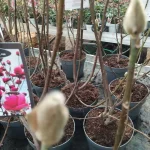 Magnolia Watermelon Magnolia- Rośliny od Ogrodnika Szkółka Barcikowscy