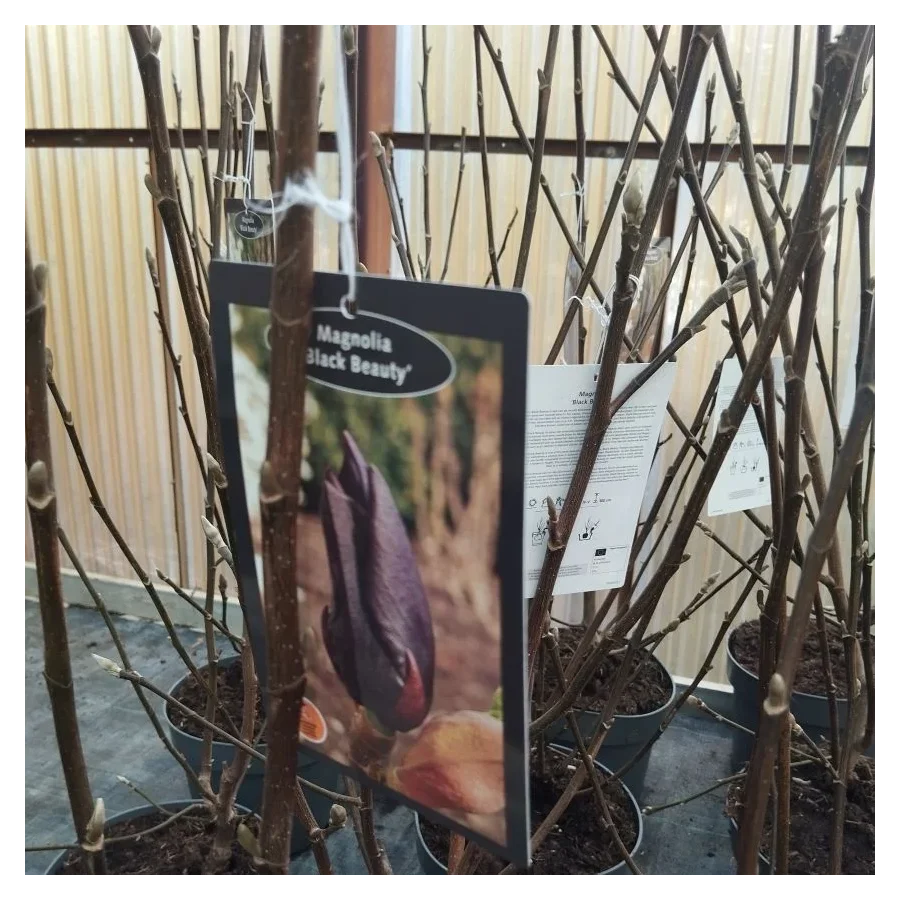 Magnolia Black Beauty Magnolia-Rośliny od Ogrodnika Szkółka Barcikowscy