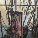 Magnolia Black Beauty Magnolia-Rośliny od Ogrodnika Szkółka Barcikowscy