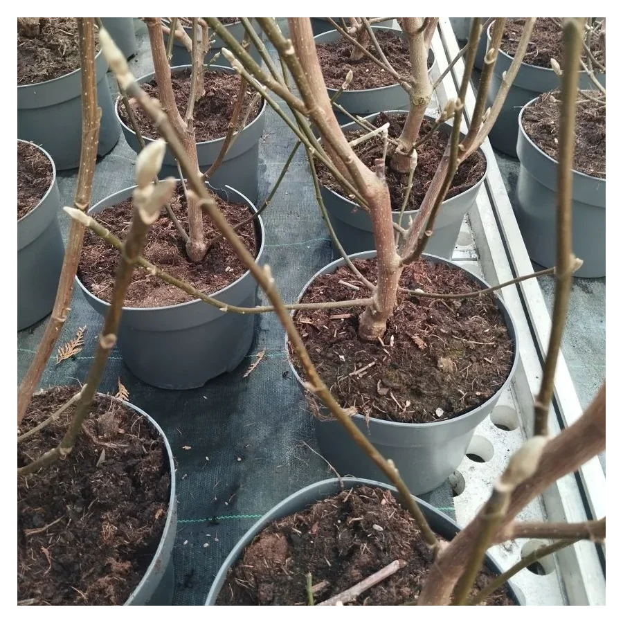 Magnolia Black Beauty Magnolia-Rośliny od Ogrodnika Szkółka Barcikowscy