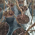 Magnolia Black Beauty Magnolia-Rośliny od Ogrodnika Szkółka Barcikowscy