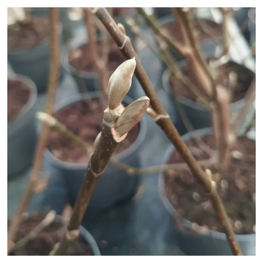 Magnolia Black Beauty Magnolia-Rośliny od Ogrodnika Szkółka Barcikowscy