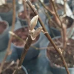 Magnolia Black Beauty Magnolia-Rośliny od Ogrodnika Szkółka Barcikowscy