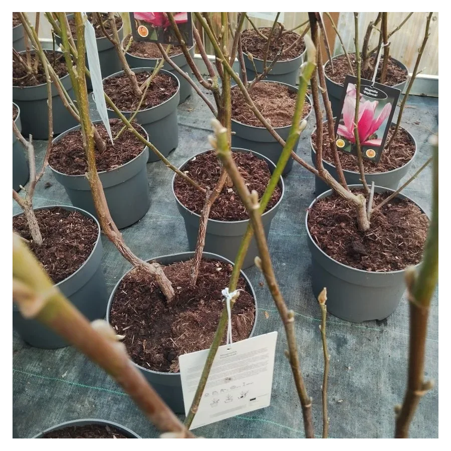 Magnolia Daybreak Magnolia- Rośliny od Ogrodnika Szkółka Barcikowscy