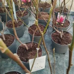 Magnolia Daybreak Magnolia- Rośliny od Ogrodnika Szkółka Barcikowscy