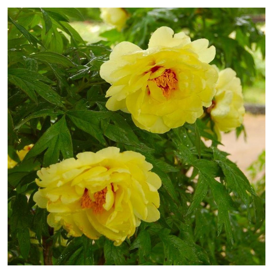 Paeonia Hai Huang Piwonia krzewiasta - Rośliny od Ogrodnika Szkółka Barcikowscy