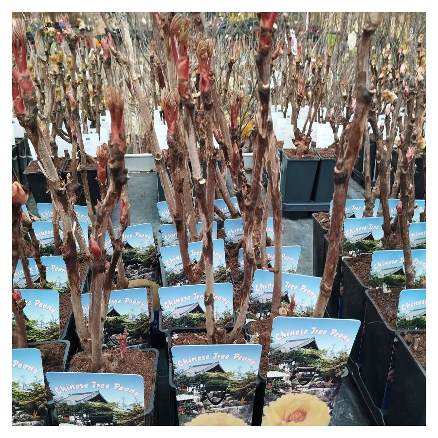 Paeonia Hai Huang Piwonia krzewiasta - Rośliny od Ogrodnika Szkółka Barcikowscy