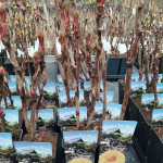 Paeonia Hai Huang Piwonia krzewiasta - Rośliny od Ogrodnika Szkółka Barcikowscy