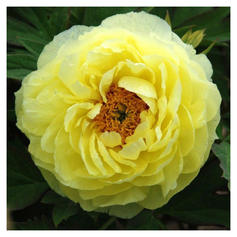 Paeonia Hai Huang Piwonia krzewiasta - Rośliny od Ogrodnika Szkółka Barcikowscy