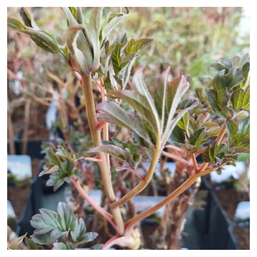 Paeonia Hai Huang Piwonia krzewiasta - Rośliny od Ogrodnika Szkółka Barcikowscy