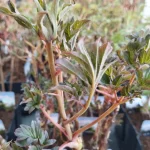 Paeonia Hai Huang Piwonia krzewiasta - Rośliny od Ogrodnika Szkółka Barcikowscy