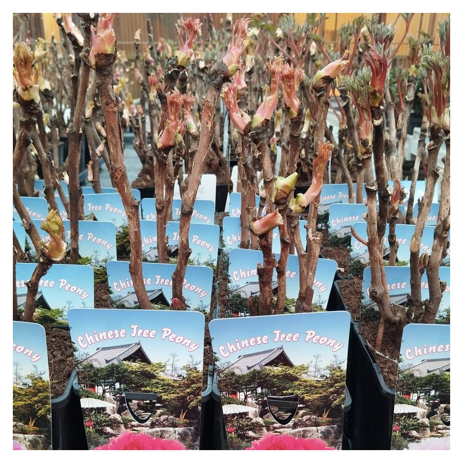 Paeonia Wu Long Peng Sheng Piwonia krzewiasta - Rośliny od Ogrodnika Szkółka Barcikowscy