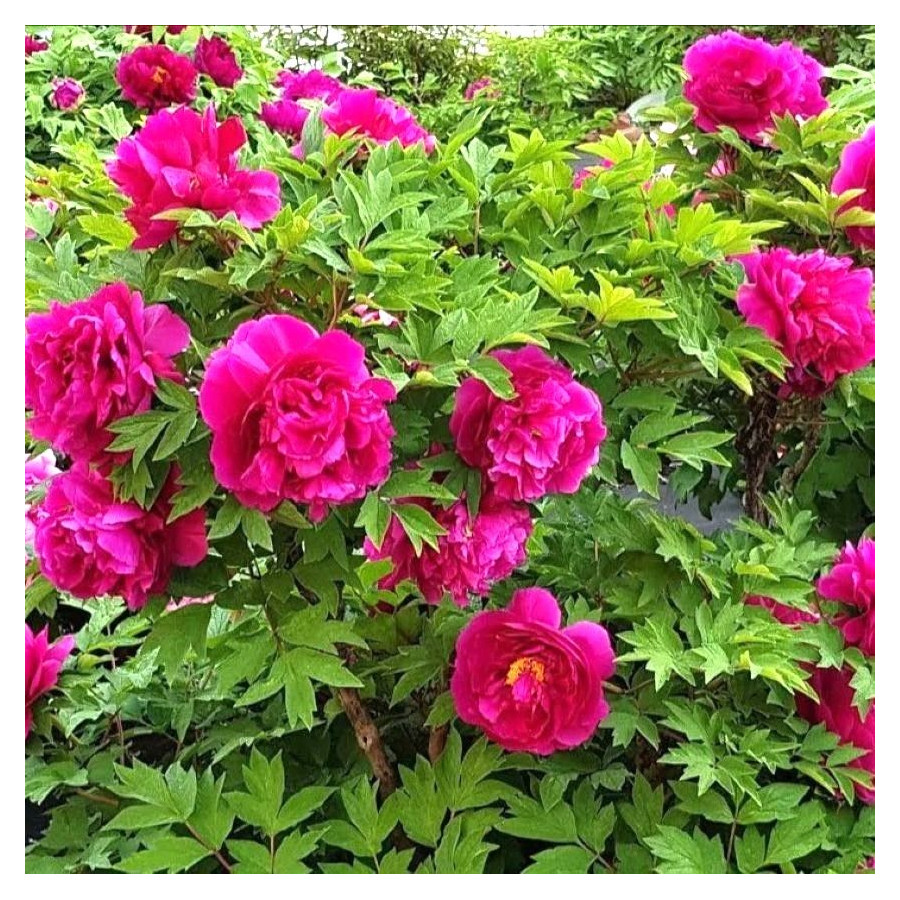 Paeonia Wu Long Peng Sheng Piwonia krzewiasta - Rośliny od Ogrodnika Szkółka Barcikowscy