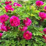 Paeonia Wu Long Peng Sheng Piwonia krzewiasta - Rośliny od Ogrodnika Szkółka Barcikowscy