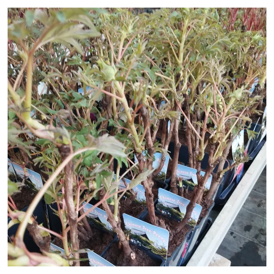 Paeonia Wu Long Peng Sheng Piwonia krzewiasta - Rośliny od Ogrodnika Szkółka Barcikowscy