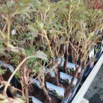 Paeonia Wu Long Peng Sheng Piwonia krzewiasta - Rośliny od Ogrodnika Szkółka Barcikowscy