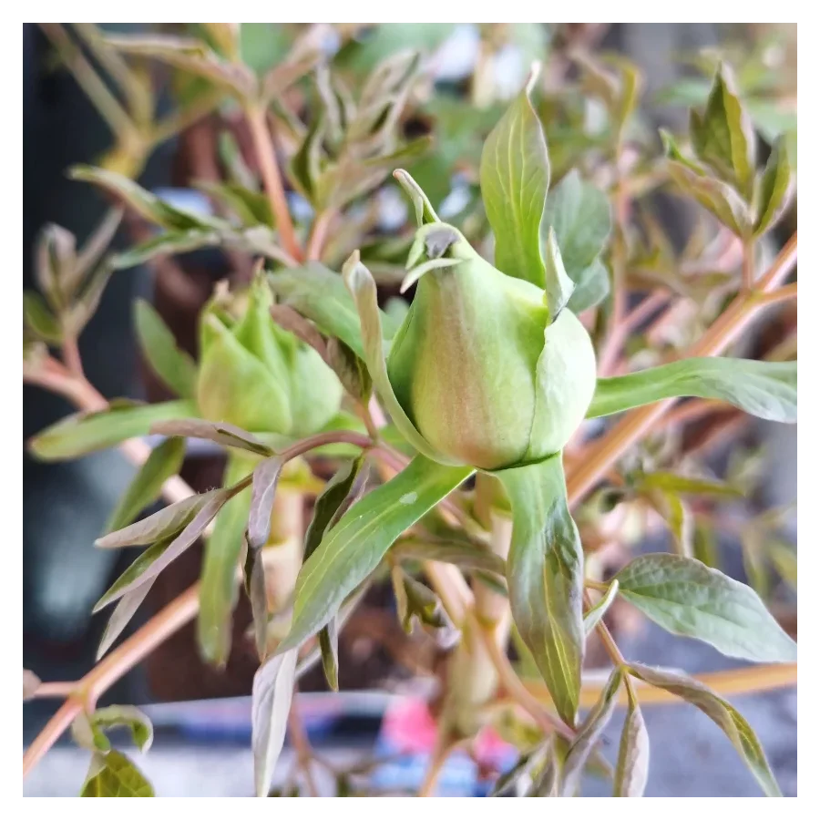 Paeonia Wu Long Peng Sheng Piwonia krzewiasta - Rośliny od Ogrodnika Szkółka Barcikowscy