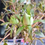 Paeonia Wu Long Peng Sheng Piwonia krzewiasta - Rośliny od Ogrodnika Szkółka Barcikowscy