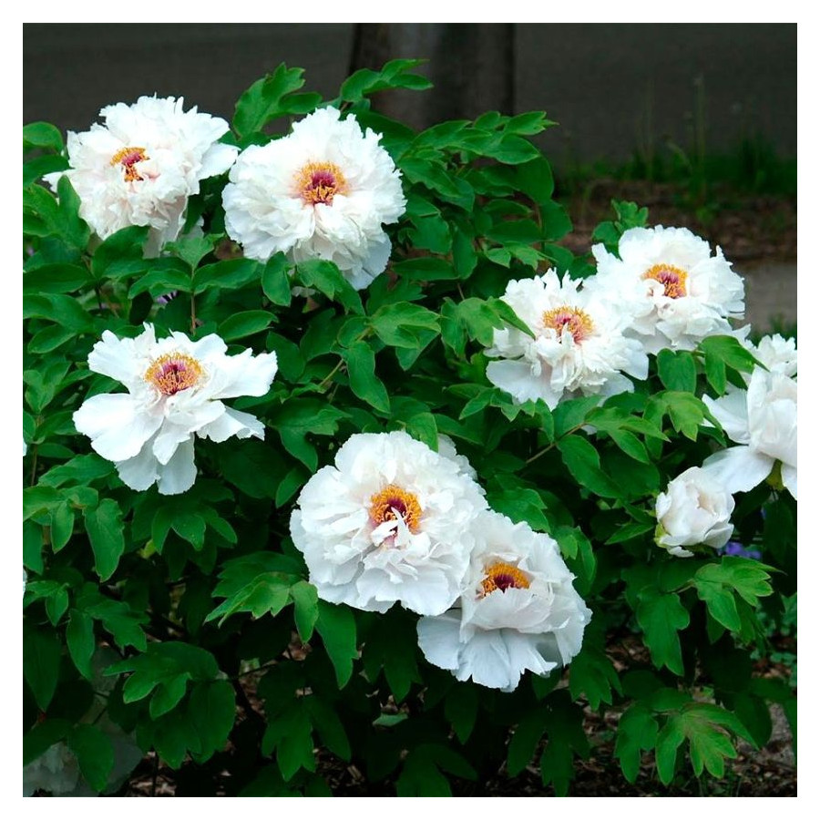 Paeonia Xiang Yu Piwonia krzewiasta - Rośliny od Ogrodnika Szkółka Barcikowscy